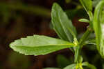 Florida hedgehyssop